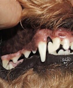 מברשת שיניים אצבע לכלבים וחתולים